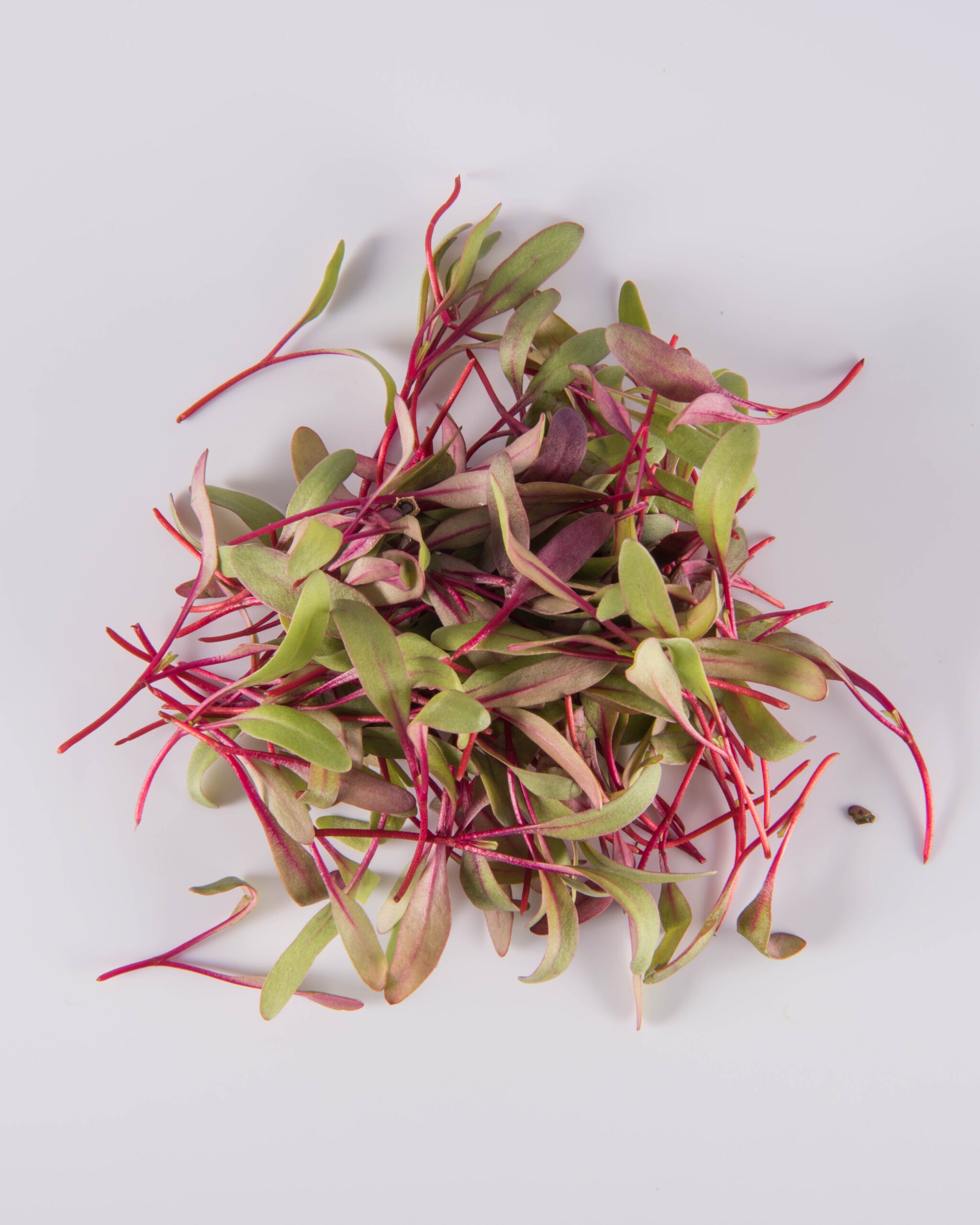 Beet