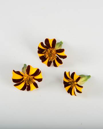 Marigold