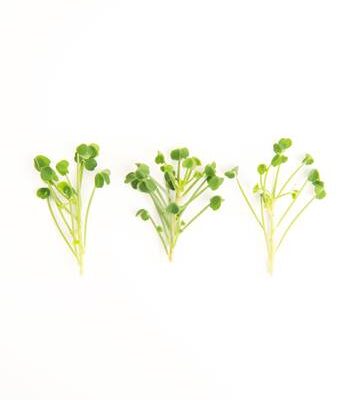 Green Apple Lucky Sorrel