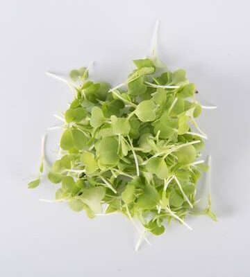 Green Mizuna
