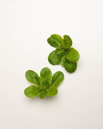 Lettuce Rosettes