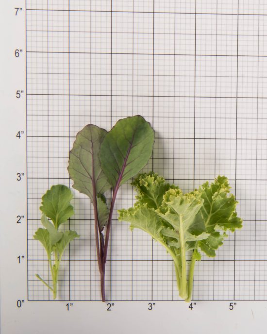 Kale - Image 2