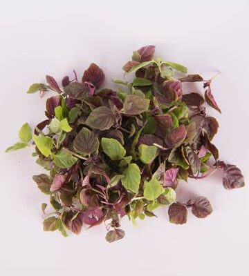Mixed Shiso™