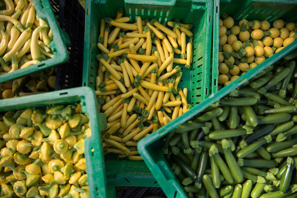 Summer Squash and Squash Blossoms: Celebrating the Season