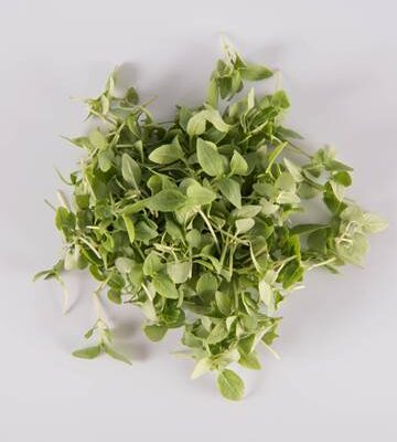 Thai Basil