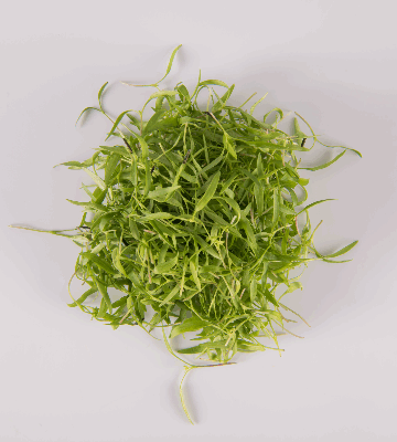 Chervil
