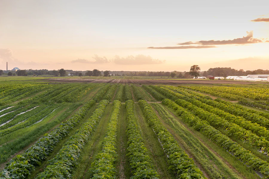 Future of Food: How Regenerative Agriculture is Shaping a Healthier Tomorrow
