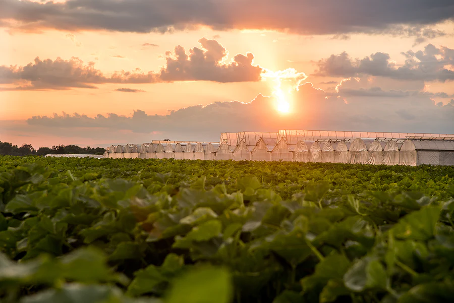 Regenerative Farming vs. Organic Farming